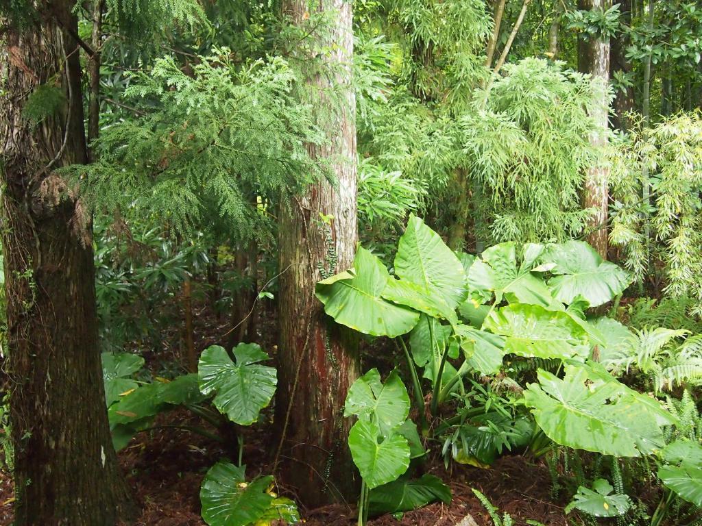 Wa No Cottage Sen-No-Ie Yakushima (Kagoshima) Exterior foto